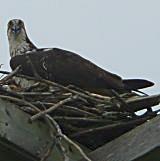 Young Osprey just outside the entrance to Belwood Lake Conservation Area