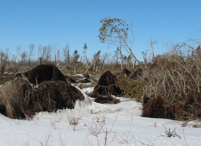 Picture of uprooted trees from the tornado